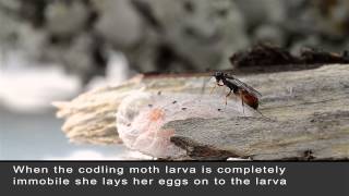 Mastrus ridens laying eggs on codling moth larva [upl. by Nyra]