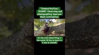 【ASMR】Observing and photographing Japanese black cockroaches love mukbang insects eating bug [upl. by Solita960]