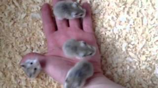 3 week old Roborovski Hamsters [upl. by Ohara343]