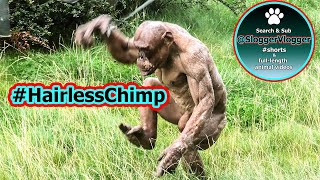 Chimpanzee Eden Jambos Upside Down Feast [upl. by Gilson]