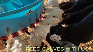 Feed Calves with us in New Zealand [upl. by Maleki]