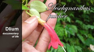 Lipstick plant Aeschynanthus pulcher [upl. by Laro460]