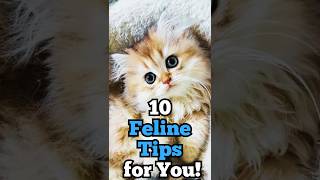 10 Feline Tips for You [upl. by Ilrebma]