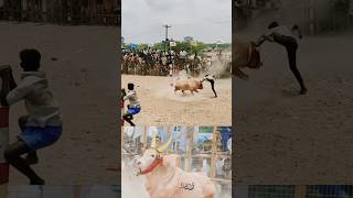 கொல நடுங்குது tamil jallikattu thanjavur fun funny enjoy love nature friends shorts bull [upl. by Frieder863]