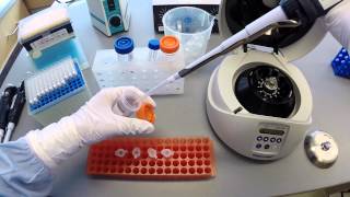 DNA Extraction Protocol  Part 2 [upl. by Jemmie31]