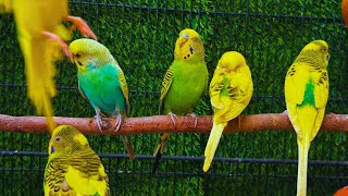 Parrots singing beautiful birds voice beautiful budgies birds sounds [upl. by Prescott]