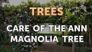 Care of the Ann Magnolia Tree [upl. by Adirahs]