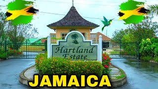 HARTLAND ESTATE RICHMOND STANN JAMAICA  LIFE OF SAPHOYA [upl. by Naawaj]