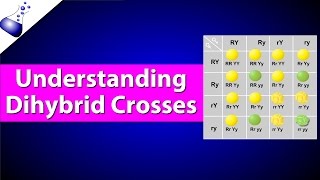 Dihybrid Genetic Cross [upl. by Hogle]