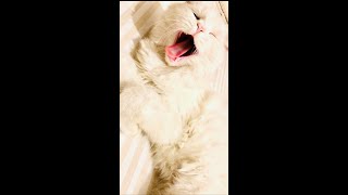 How Cat yawning with sound yawning shortsvideo [upl. by Kapeed]