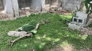 Burmese Star Tortoise Geochelone platynota Train [upl. by Ferrand]