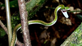 Parrot snake Leptophis nebulosus threat display [upl. by Roanna]