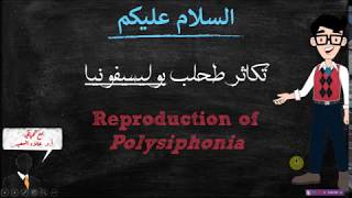 Polysiphonia life cycel دورة حياة طحلب بوليسيفونيا [upl. by Yenitirb661]