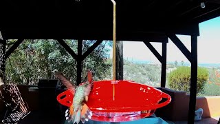 Costas Hummingbird Rufous Hummingbird amp Lesser Longnose Bat Visit Our Hummingbird Feeder [upl. by Lashond]