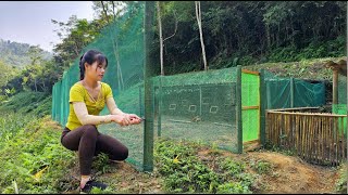 Build a chicken farm make a fence with high quality mesh  phungthithu [upl. by Huggins]