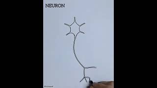 Structure of Neurons [upl. by Allsun132]