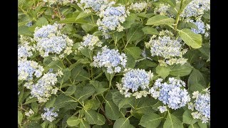 Comment avoir des hortensias bleus [upl. by Cordey]