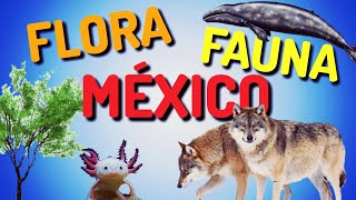 La FLORA y la FAUNA de MÉXICO [upl. by Assenav782]