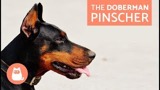 All About the Doberman Pinscher  Traits and Training [upl. by Arot660]