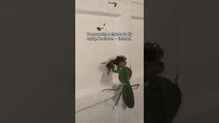 Mantis vs Wasp [upl. by Enirehtahc]