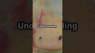 Axolotls Uncovered The Fascinating World of Regenerative Salamanders  Part 3 shorts [upl. by Melly122]