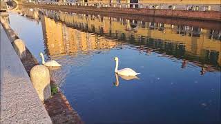 Cigni nel Naviglio Grande 31 ottobre 2024 [upl. by Eimia]