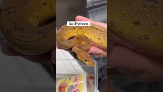 Corn Snake vs Ball Python What Makes A Better Pet 🤔🐍 [upl. by Salahcin]