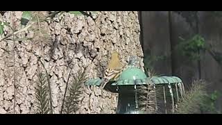 AMERICAN GOLDFINCHWhat is this Bird Back wings patterned mid size Williamson Cty TX [upl. by Veronica]