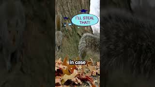 Treeplanting squirrels animals squirrels wildlife facts adorable [upl. by Seidule685]