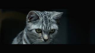 WHISKAS NZ  Feed their curiosity Brush TV ad [upl. by Odravde]