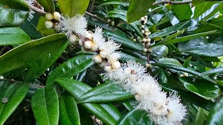 Yellow jaboticabas in bloomMyrciaria glazioviana foodforest rarefruit [upl. by Lenrad]