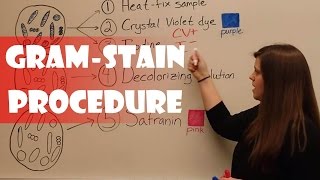 Gram Stain Procedure [upl. by Nanis]