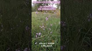 Verbena Officinalis usi erboristici erbespontanee erbeofficinali naturachecura vitadaherbana [upl. by Erdda]