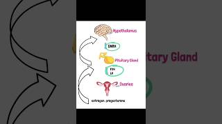 The hypothalamic pituitary ovarian axis medicaleducation mrcgpakt generalpractitioner [upl. by Ardnuhsor653]