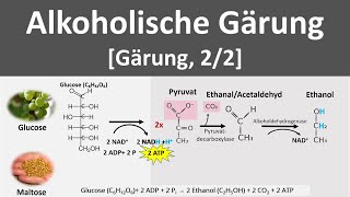 Alkoholische Gärung Gärung anaerobe Stoffwechselprozesse 22  Biologie Oberstufe [upl. by Arnelle622]