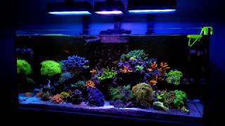 Reef Tank Bubble Algae Update [upl. by Stromberg]