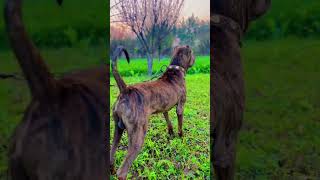 Full active Moodtrending ttendingshort utubeshorts pets americanbully [upl. by Erny]