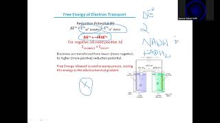 Bioenergetics story of mitochondrial ATP synthesis [upl. by Ydrah]