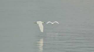 Territorial Egrets [upl. by Ailel]