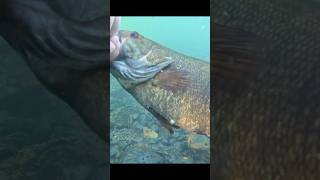 Most Unexpected Catch susquehannariver smallmouthbass [upl. by Nosidam]