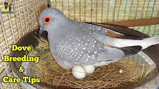 Diamond dove breeding and care tips  Diamond dove information  Dove cage setup  Dove birds [upl. by Riedel]