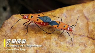 赤星椿象Dysdercus cingulatus [upl. by Orsola708]