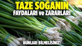 Taze Soğanın Faydaları Ve Zararları  Pratik Bilgi Bankası [upl. by Phillipe]