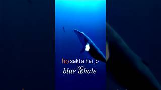 Blue wale ka heart ❤️😰🐋 facts tigons animalfacts wildanimalfacts animalknowledge bluewhales [upl. by Lednic877]