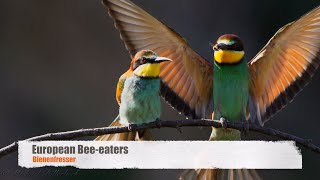 European Beeeaters Merops apiaster  Bienenfresser [upl. by Langston368]