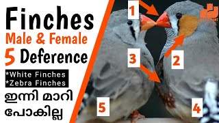 Finches Male and Female Difference  Zebra amp White Finches  Finches Bird Malayalam  My Pet Plant [upl. by Pamelina]