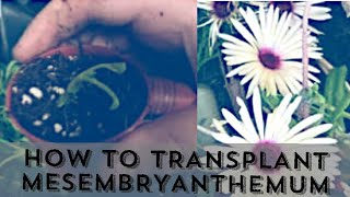 How to transplant mesembryanthemum living stone daisy ice plant [upl. by Kussell643]