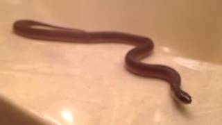 Rough Earth Snake often mistaken for Texas Brown Snake Galveston Texas [upl. by Olivann405]