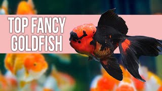 Top 10 Fancy Goldfish A Complete Guide for Beginners [upl. by Ehtiaf]