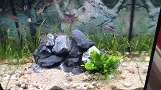 Jewel Lido 200 tanganyikan Cichlid Community tank [upl. by Modestia]